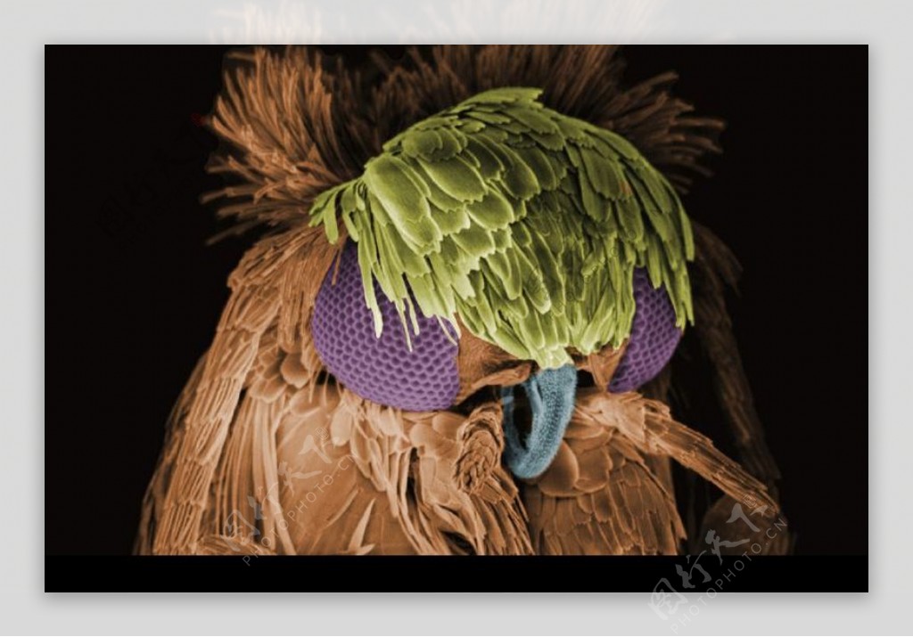 昆虫显微镜图片0024