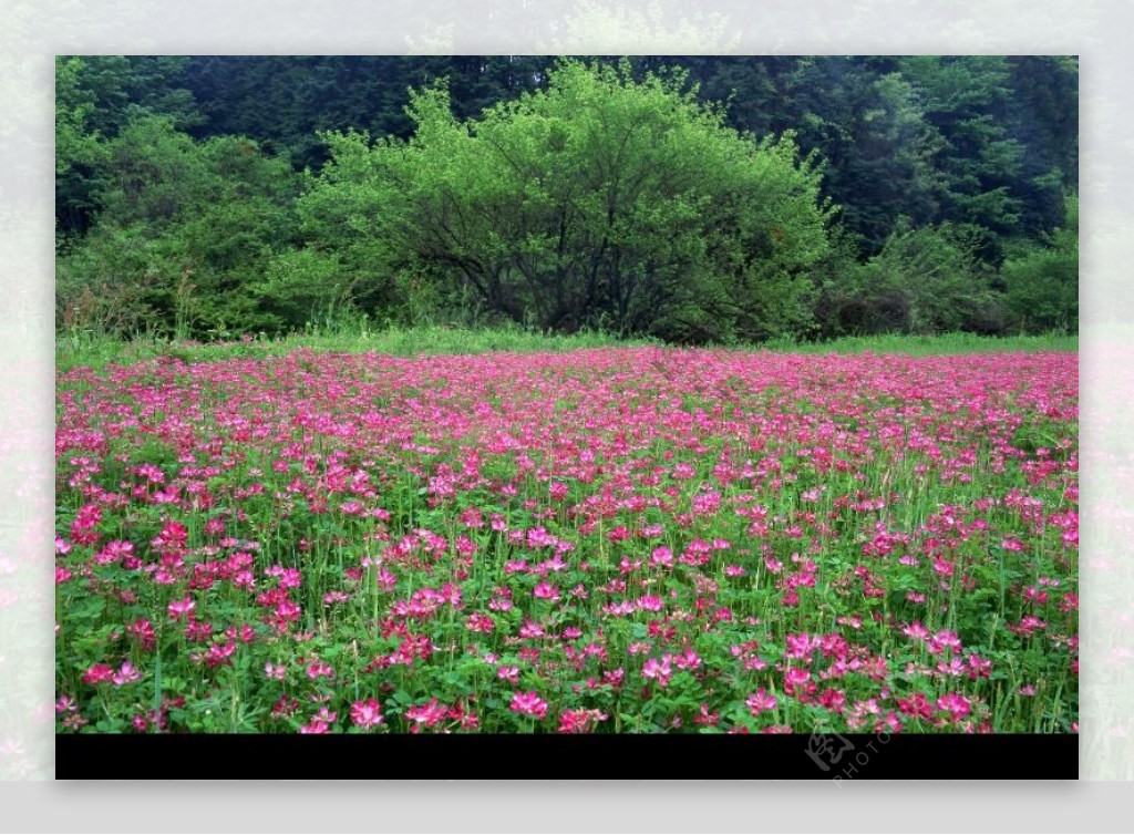 油菜花开0057