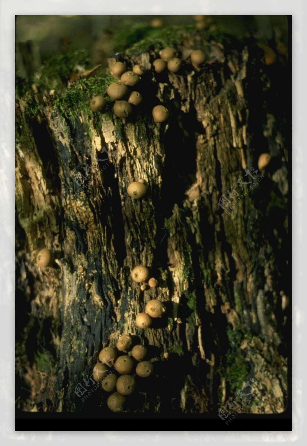 野生蘑菇0098