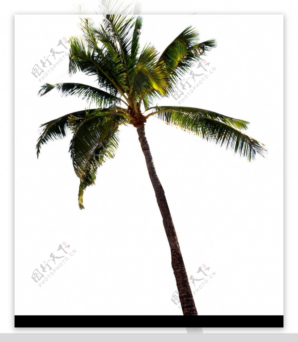 棕榈及椰树0019