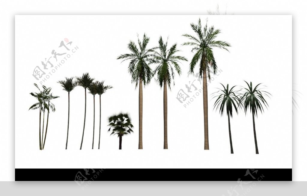 棕榈及椰树0023