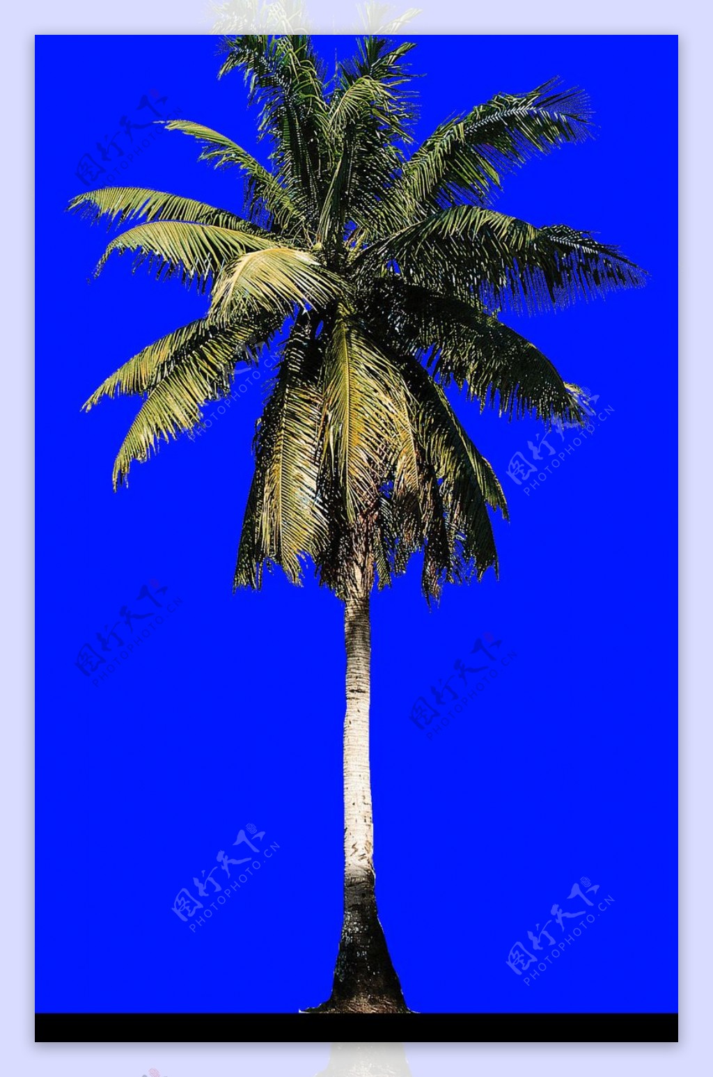 棕榈及椰树0039