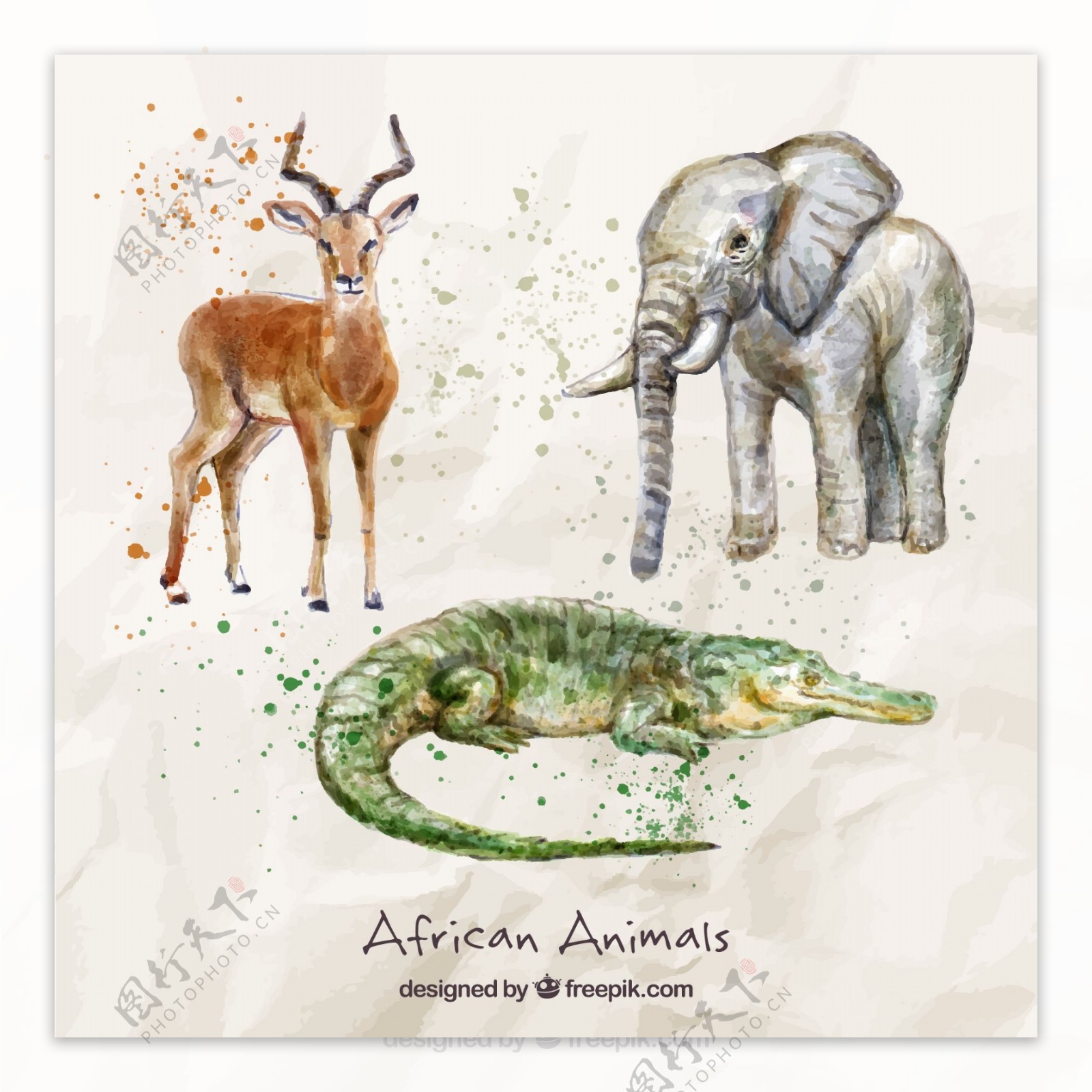 水彩插画非洲动物
