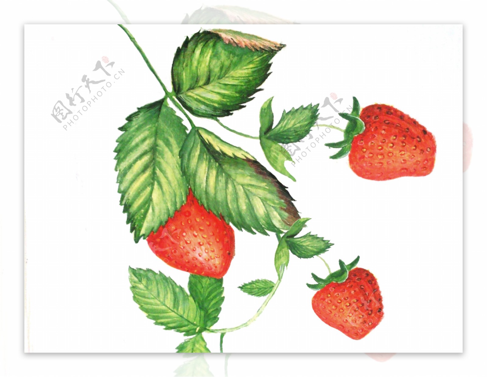 卡通手绘水果草莓插画图片_生物静物_设计元素-图行天下素材网