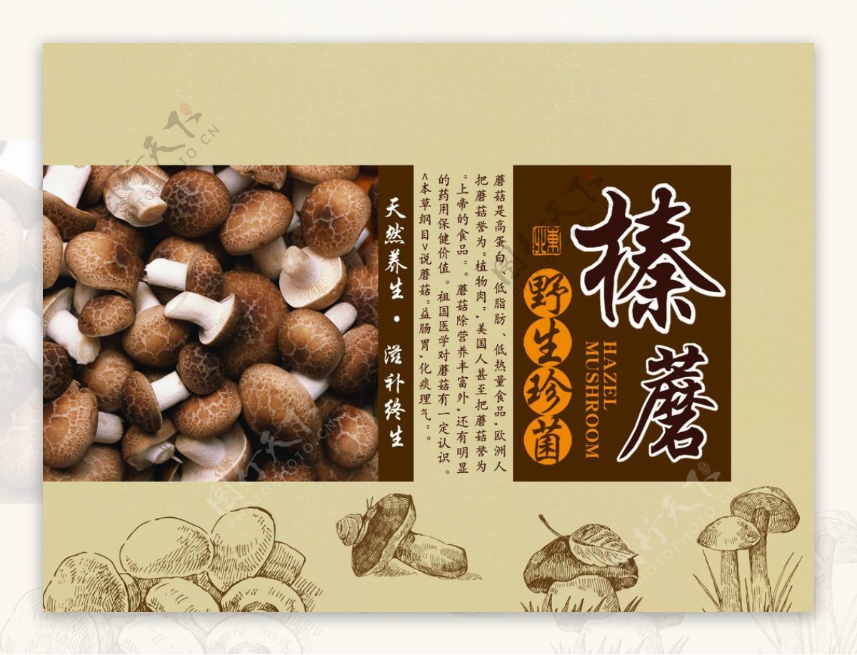 榛蘑食品野生产品包装背景