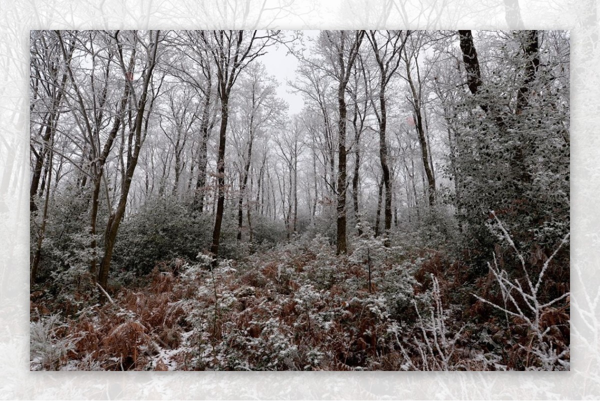 冬天树林风景