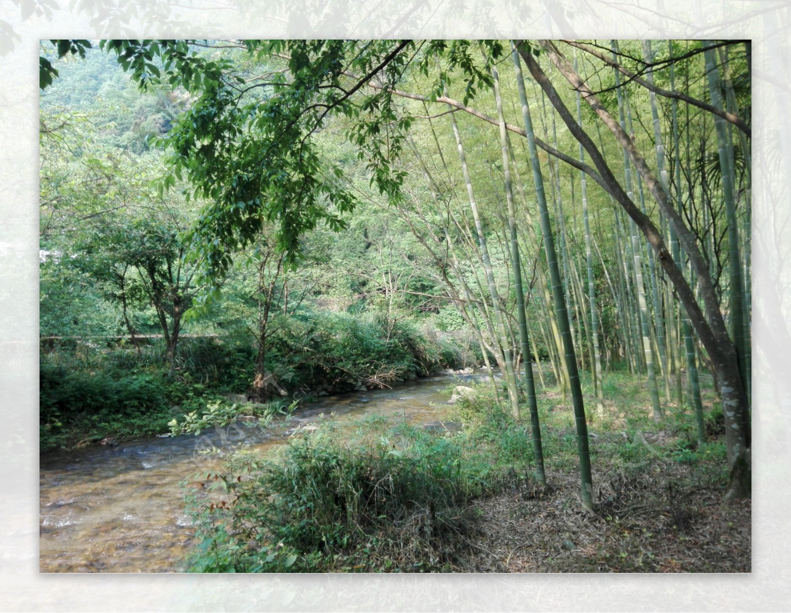 竹林下的溪流