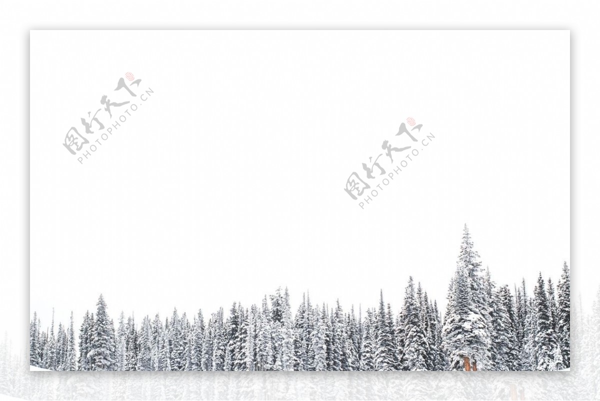 积雪的树木