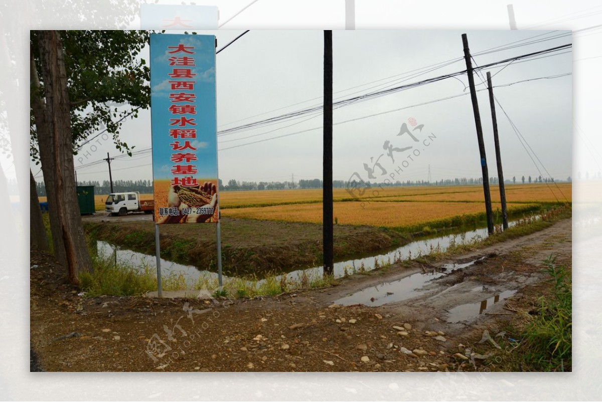 盘锦水稻种植