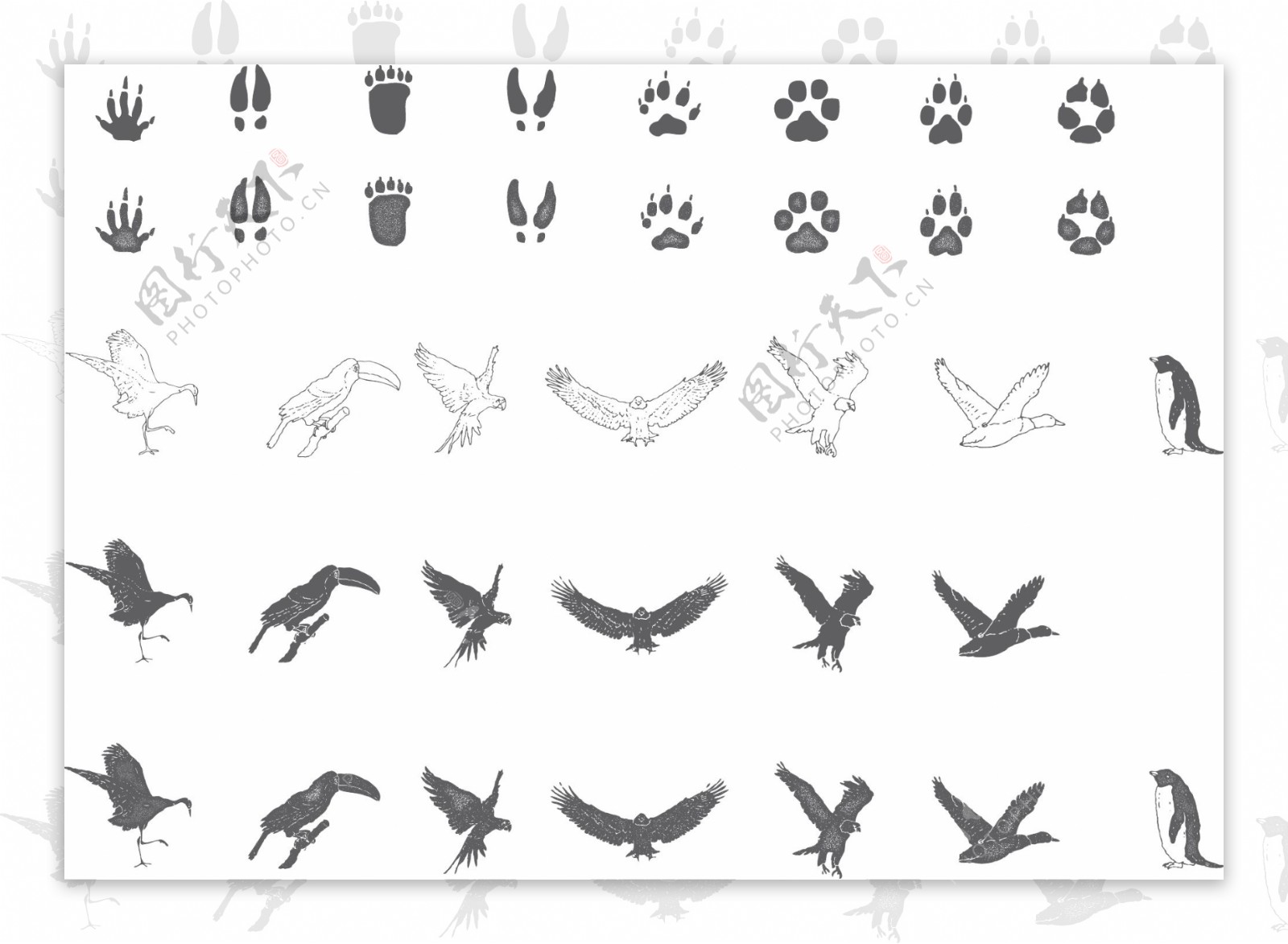 动物的脚印插画图片素材_ID:123417202-Veer图库