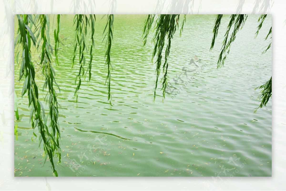 绿色水面风景图