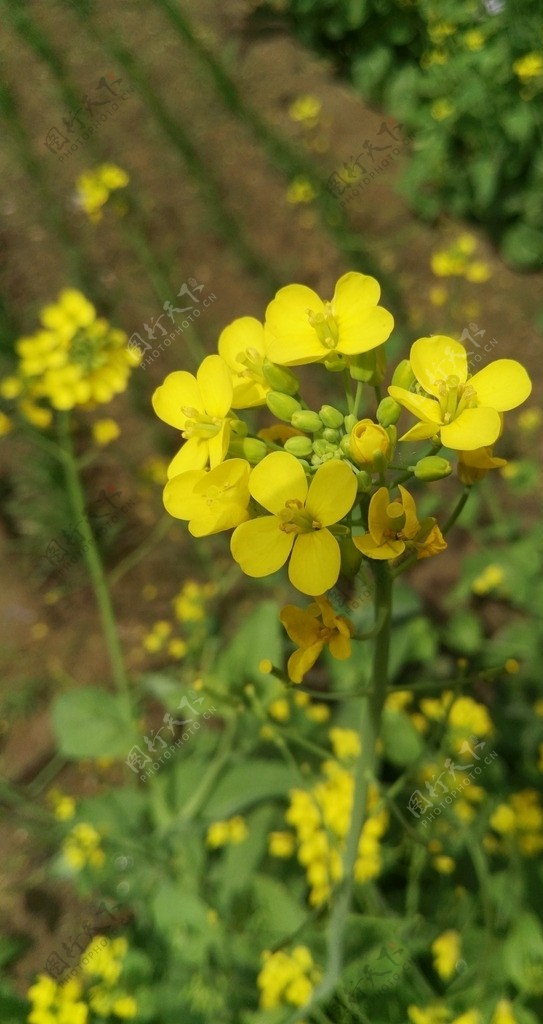 油菜花