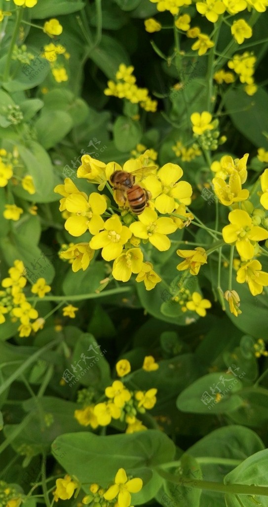 油菜花