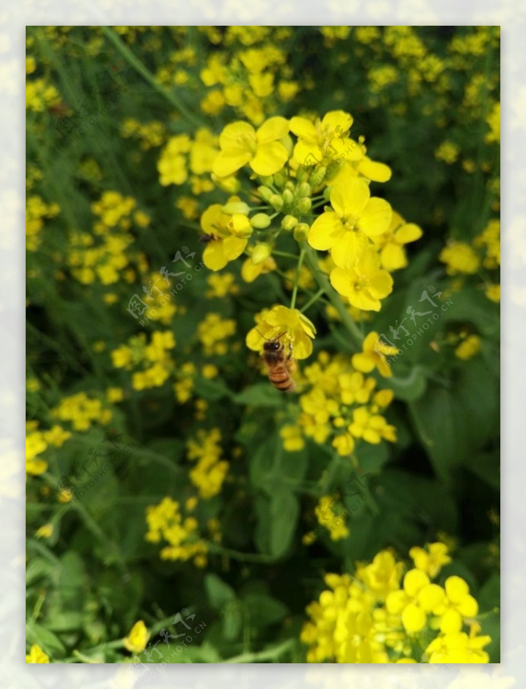 油菜花