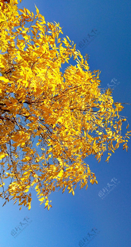 金黄色的叶子