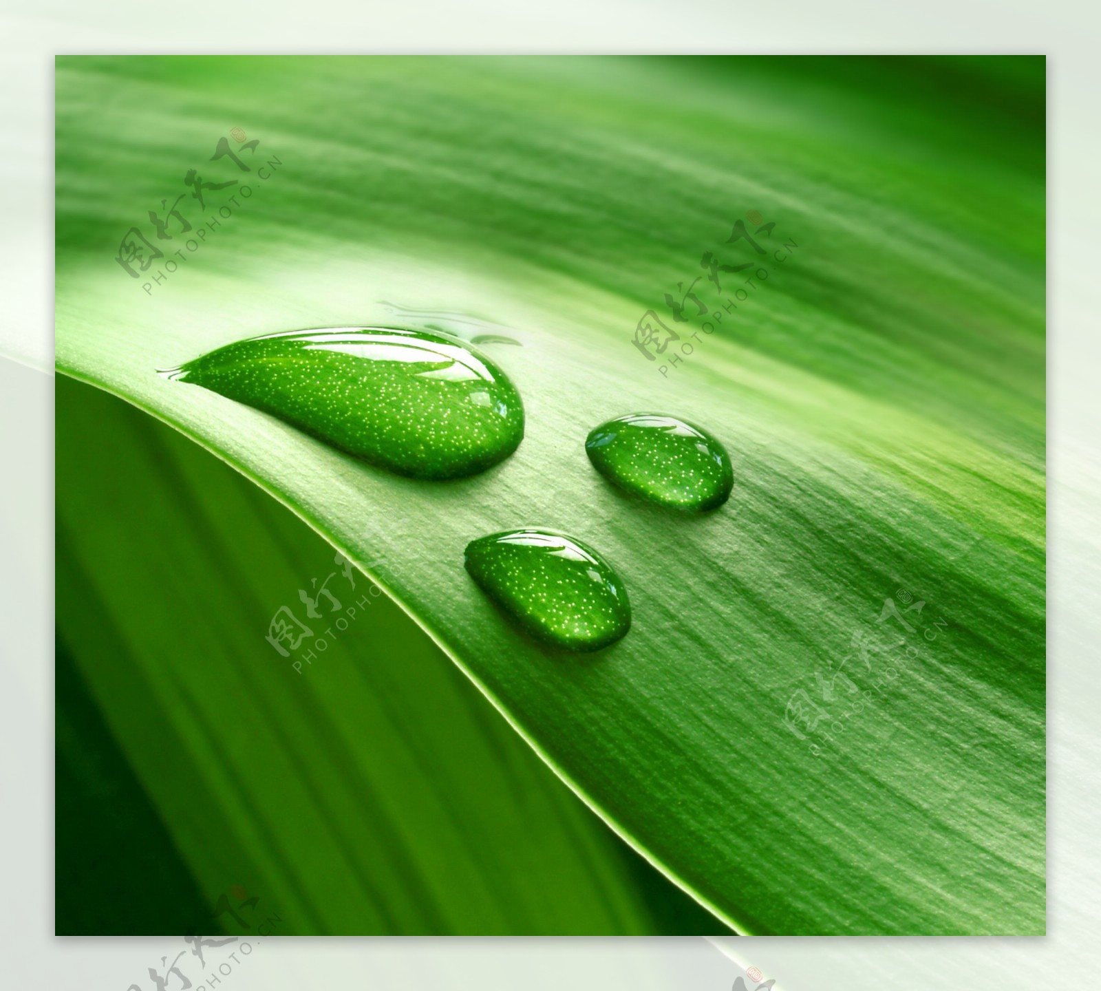 绿叶水滴水珠露水