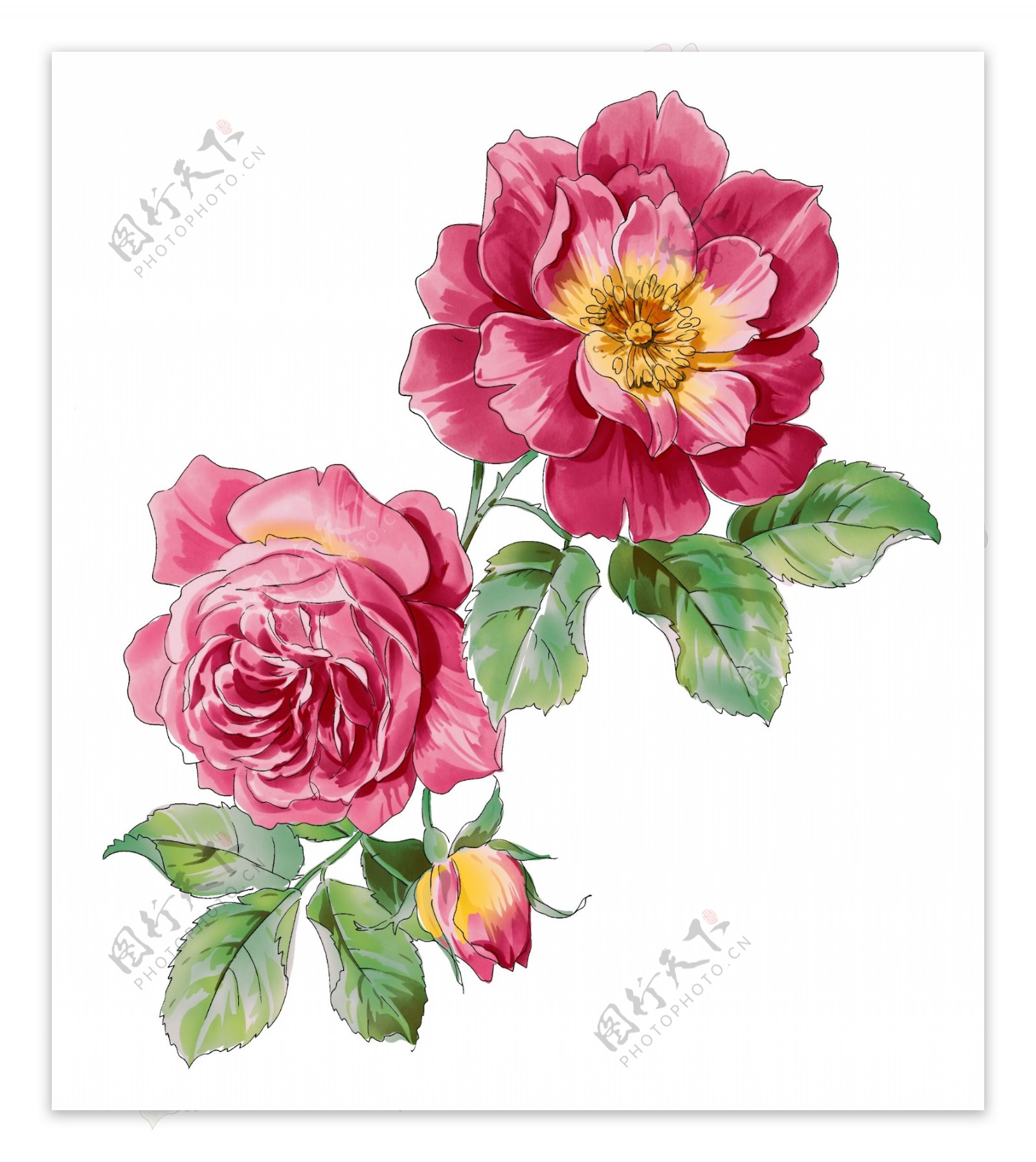 韩国花朵花卉壁纸图片素材-编号23236888-图行天下