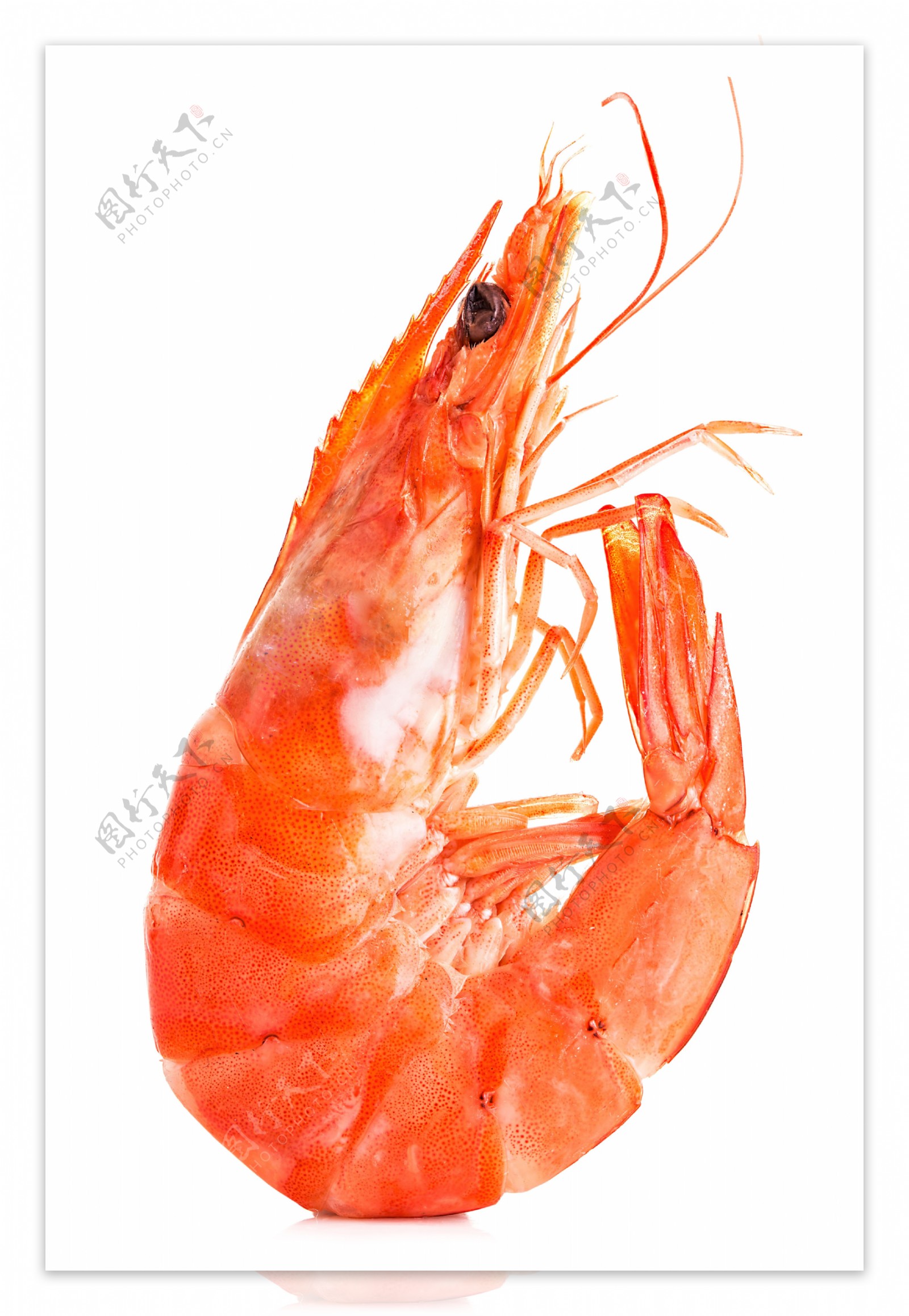 红虾