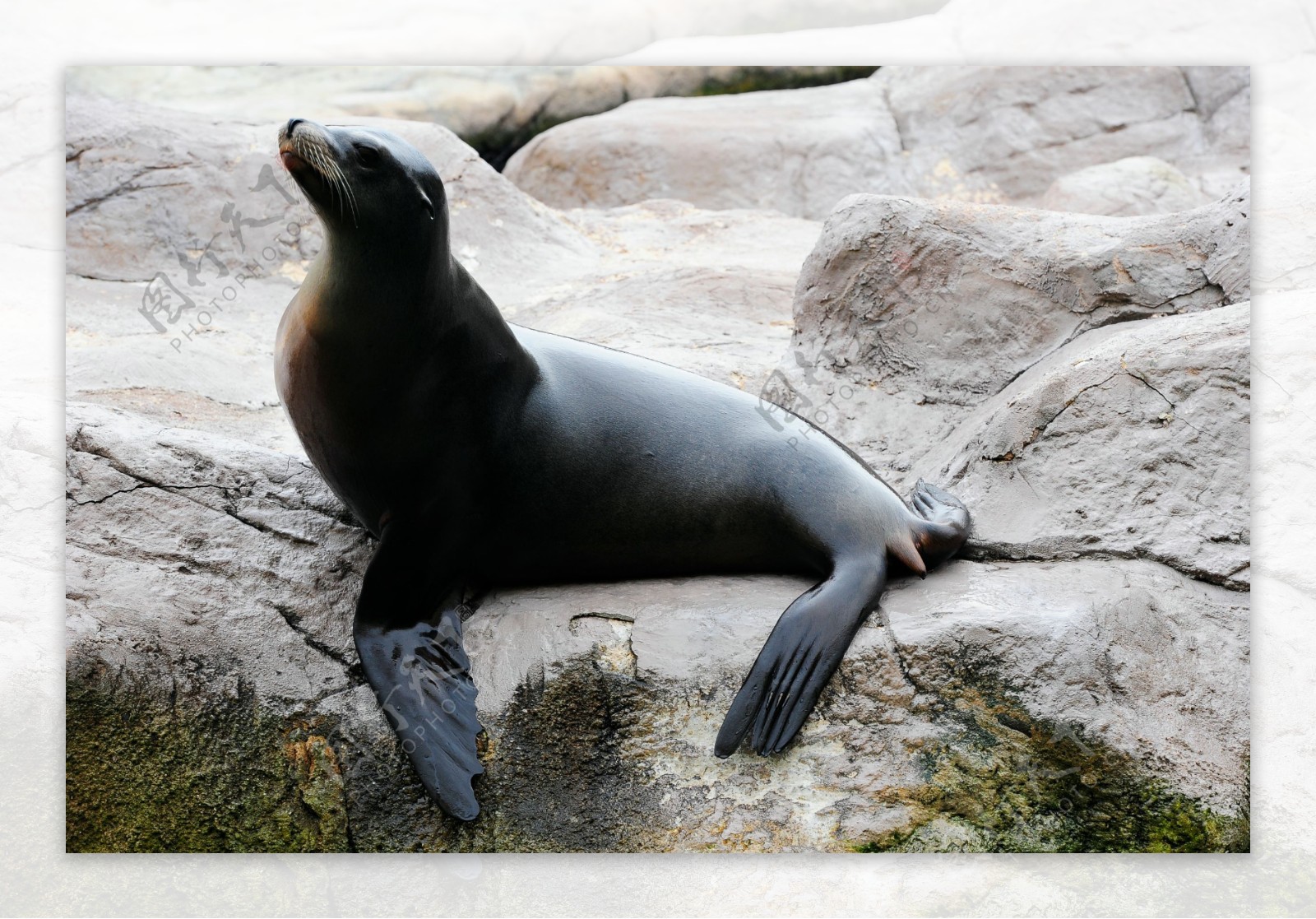 海豹海洋生物小海豚海底世