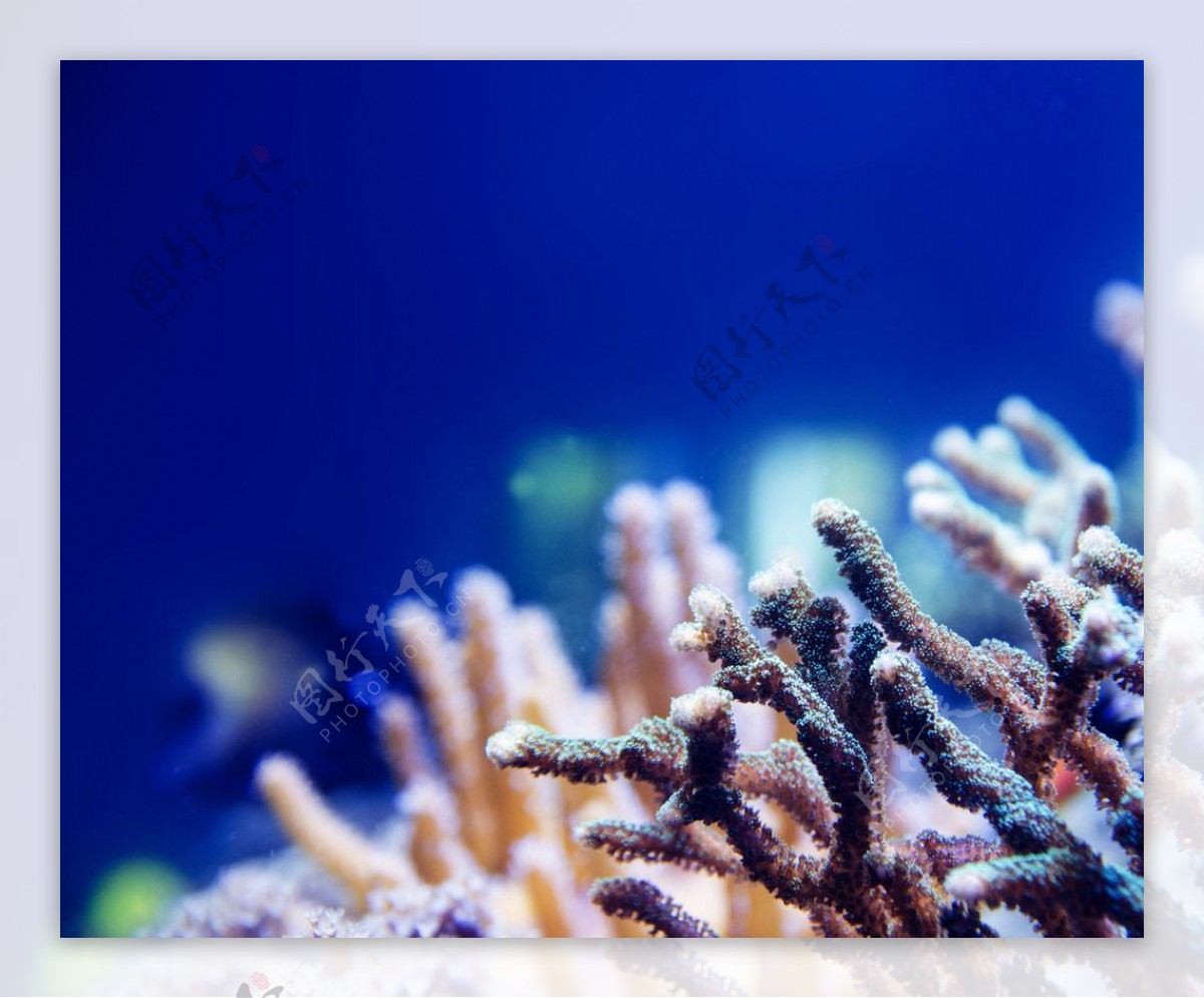 蓝色珊瑚