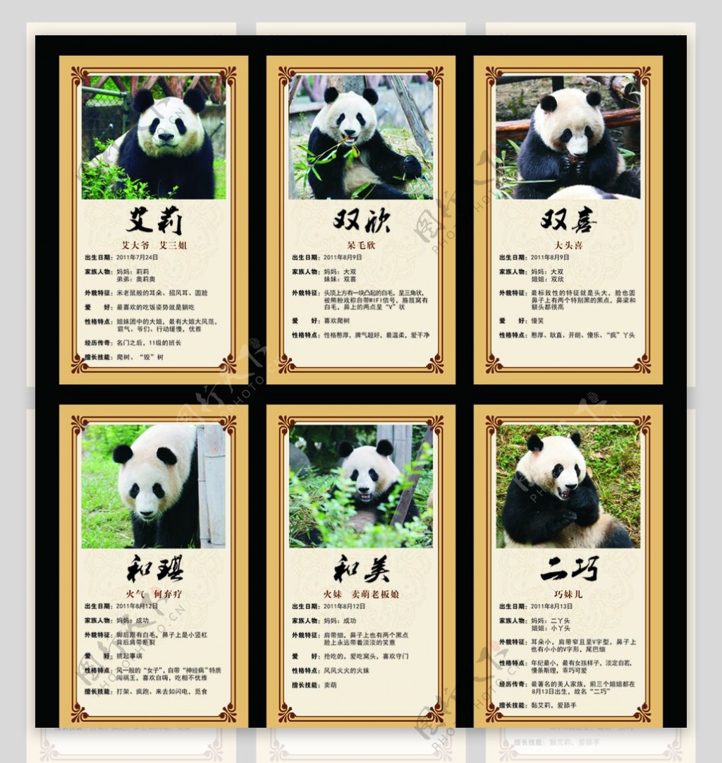 大熊猫爱疯6名片