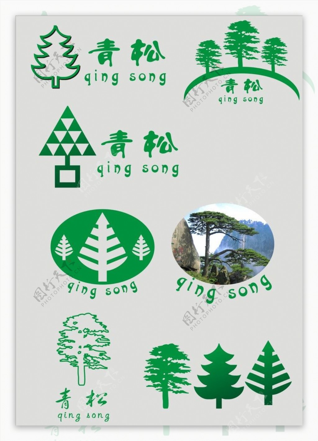 关于松树的标志