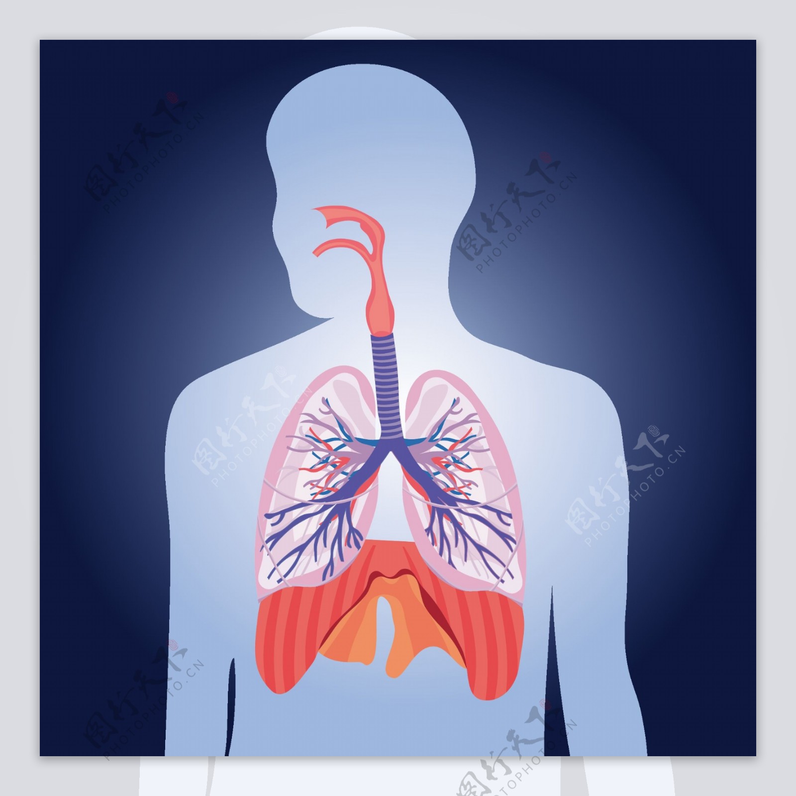 肺生理插图