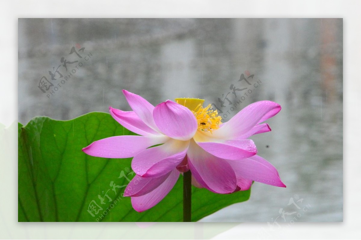 雨露荷花