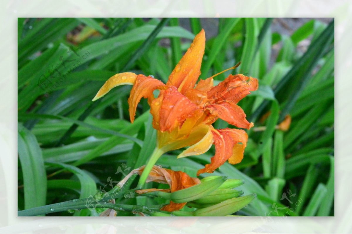 雨露萱草花