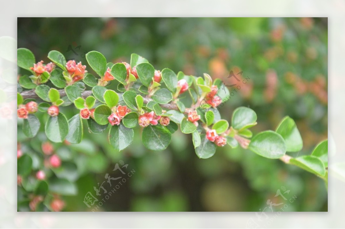 平枝栒子的花