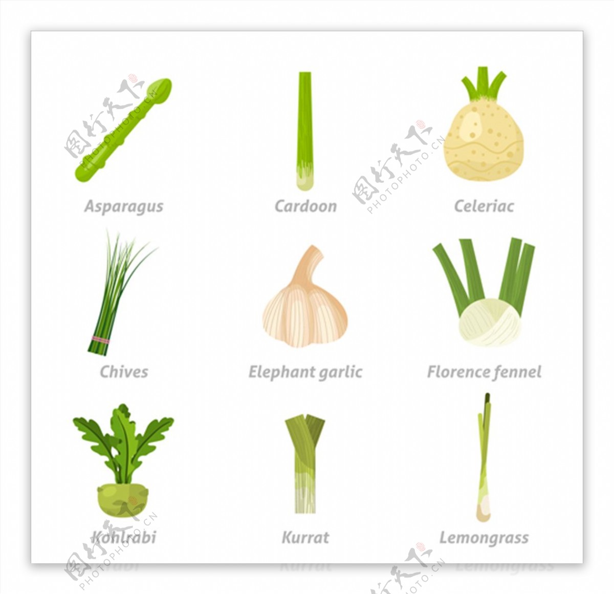 常见蔬菜插图
