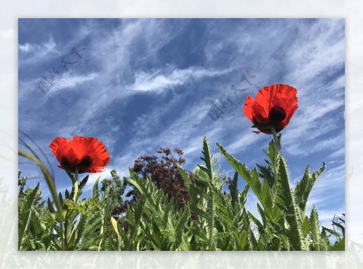 红色罂栗花摄影