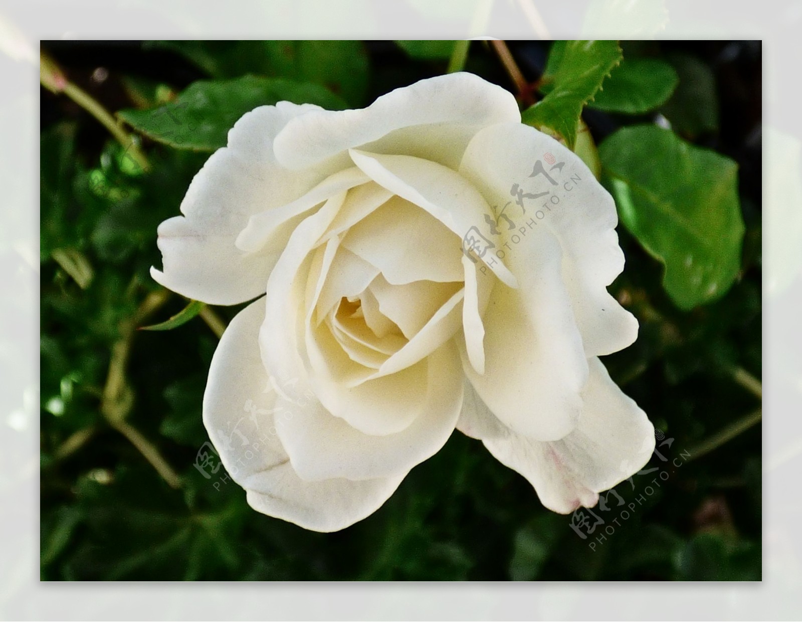 最美白色玫瑰花壁纸小清新图片-壁纸图片大全