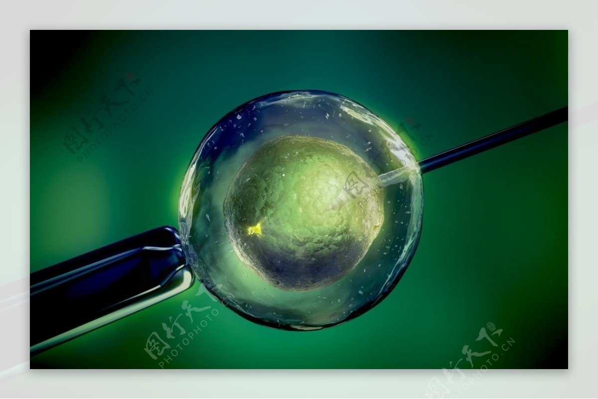 胚胎发育-智汇三农