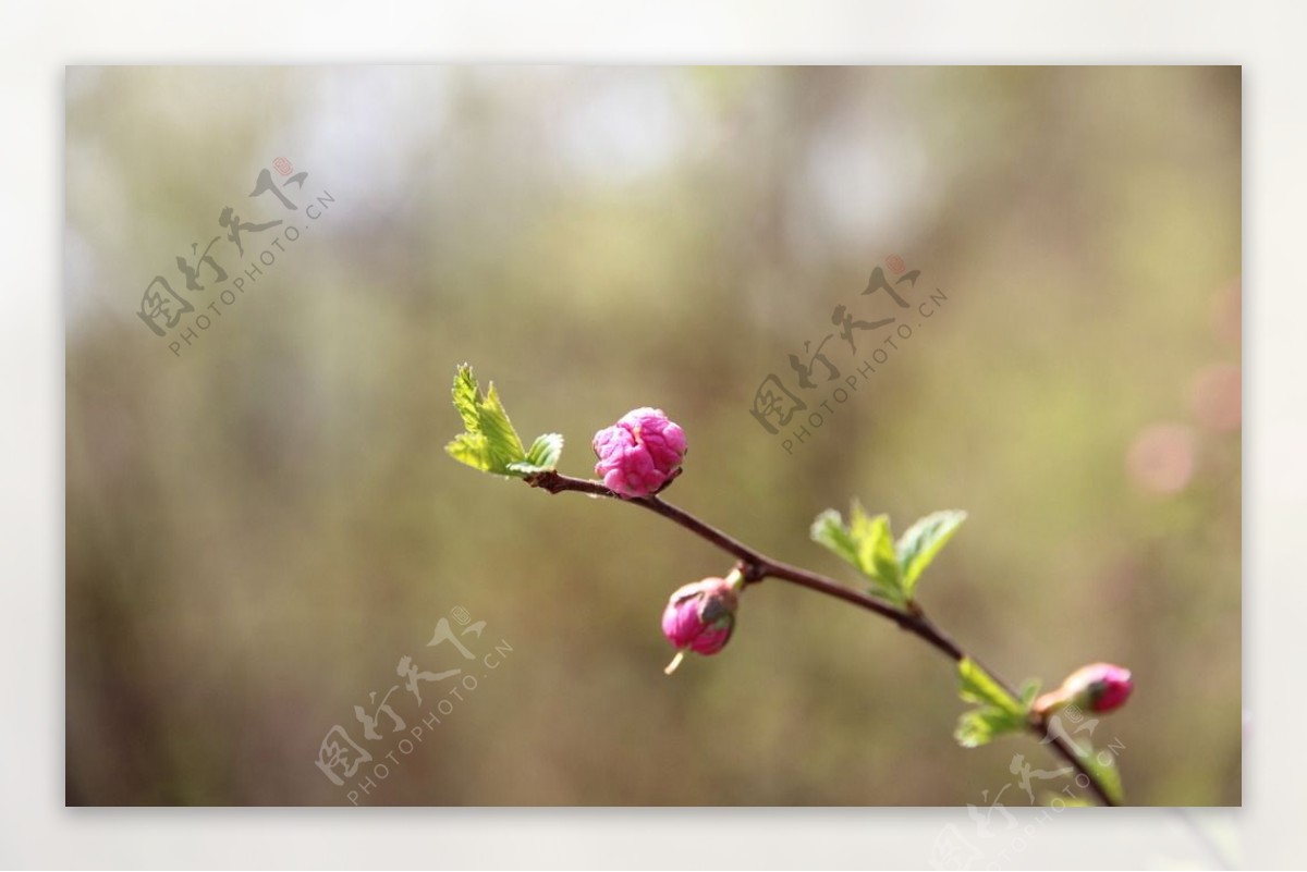 榆叶梅花