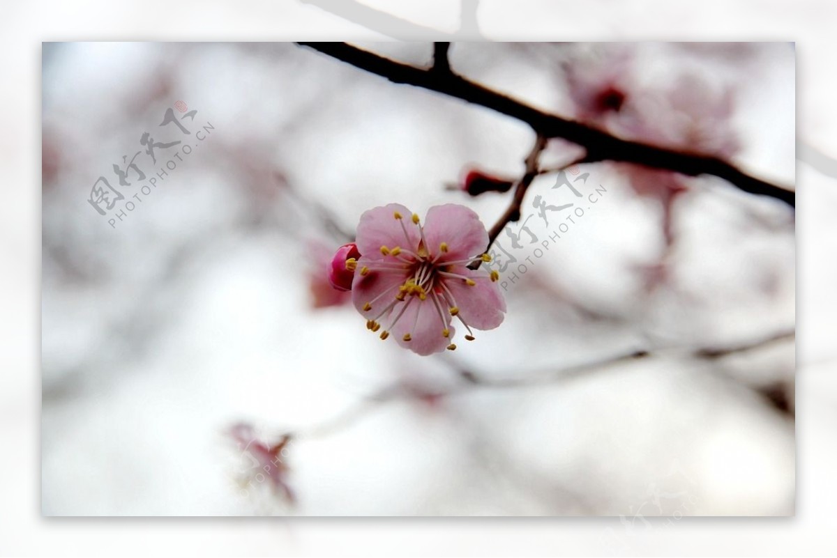 榆叶梅花