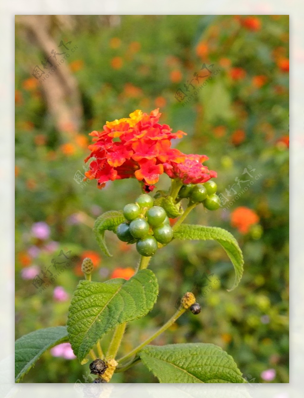 赣州中央生态公园的花