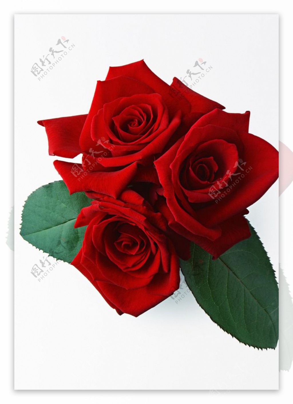 3朵红玫瑰