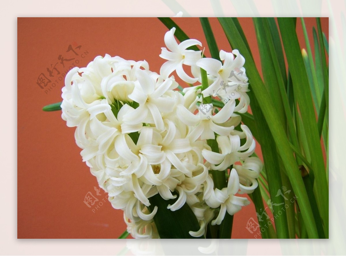 白色水仙花盆栽