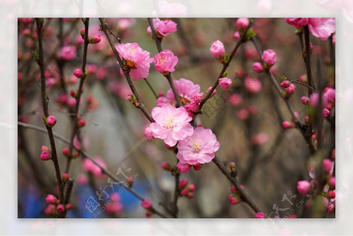 春天粉红色的桃花