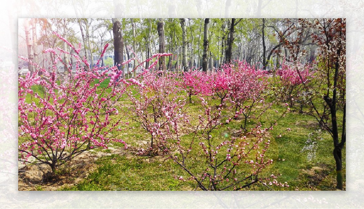 春季粉色桃花树摄影图