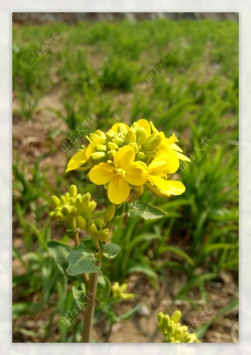 油菜花