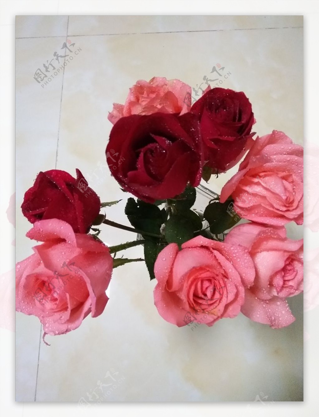 红粉玫瑰花