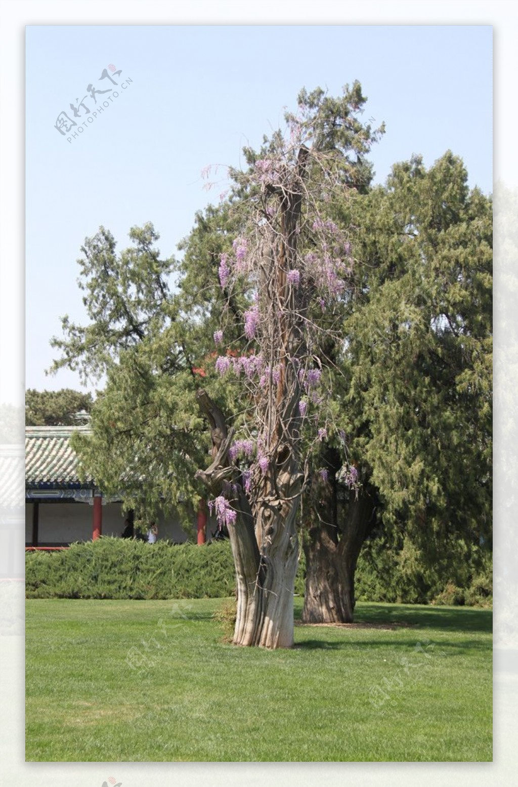 天坛公园的古紫藤树