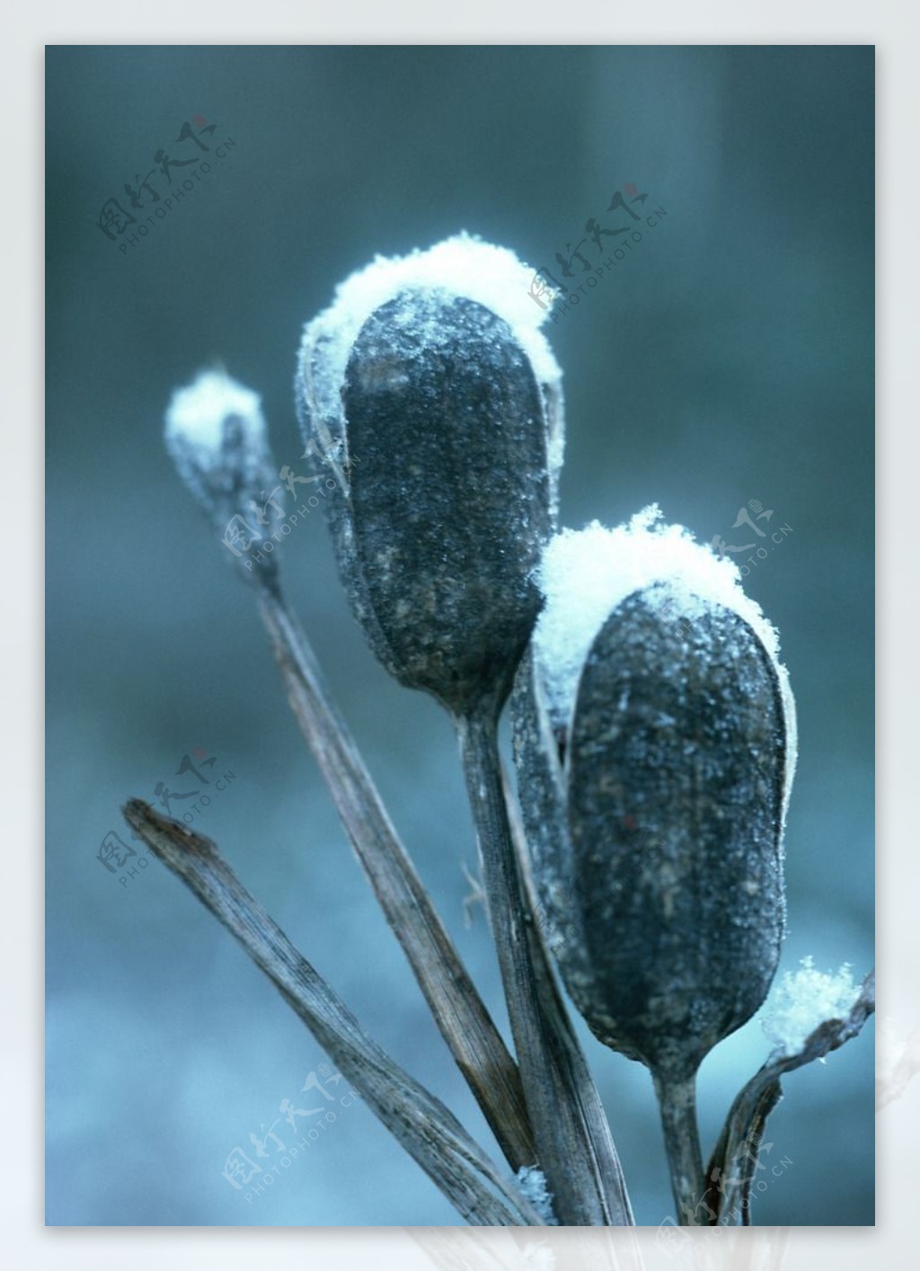 雪中植物摄影