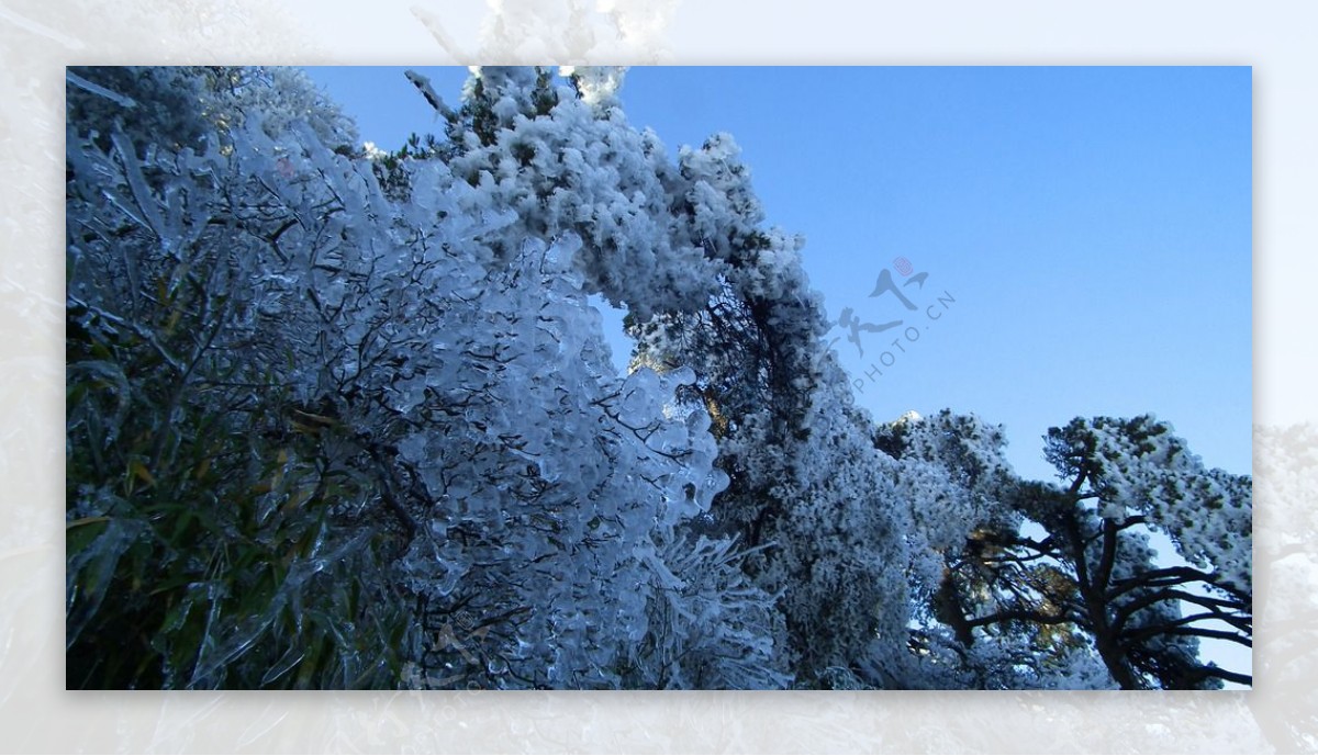 树上的冰雪