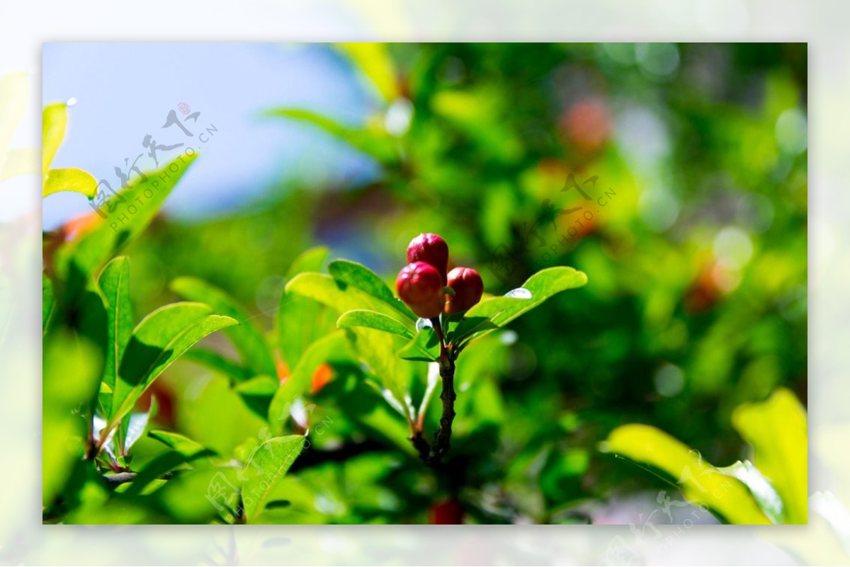 石榴花卉特写