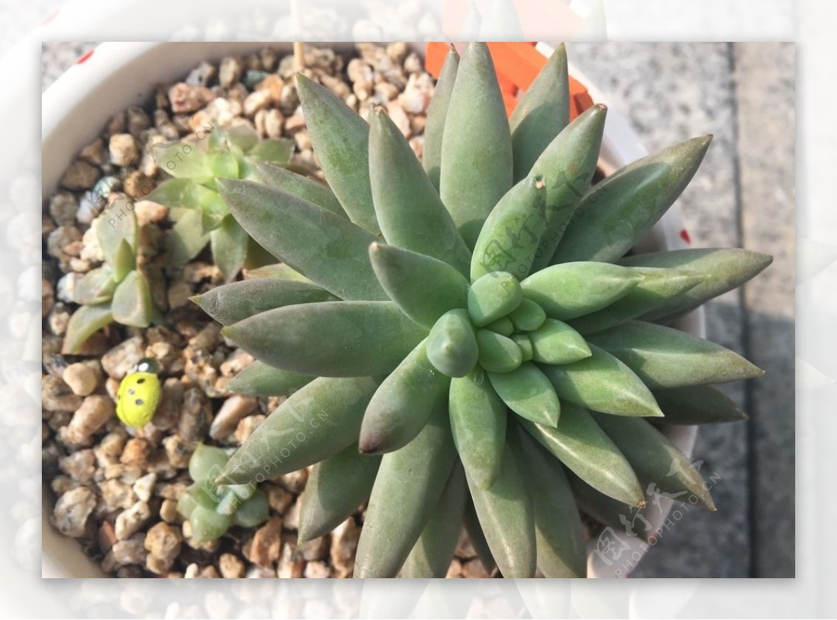 多肉植物盆栽花盆多肉植物