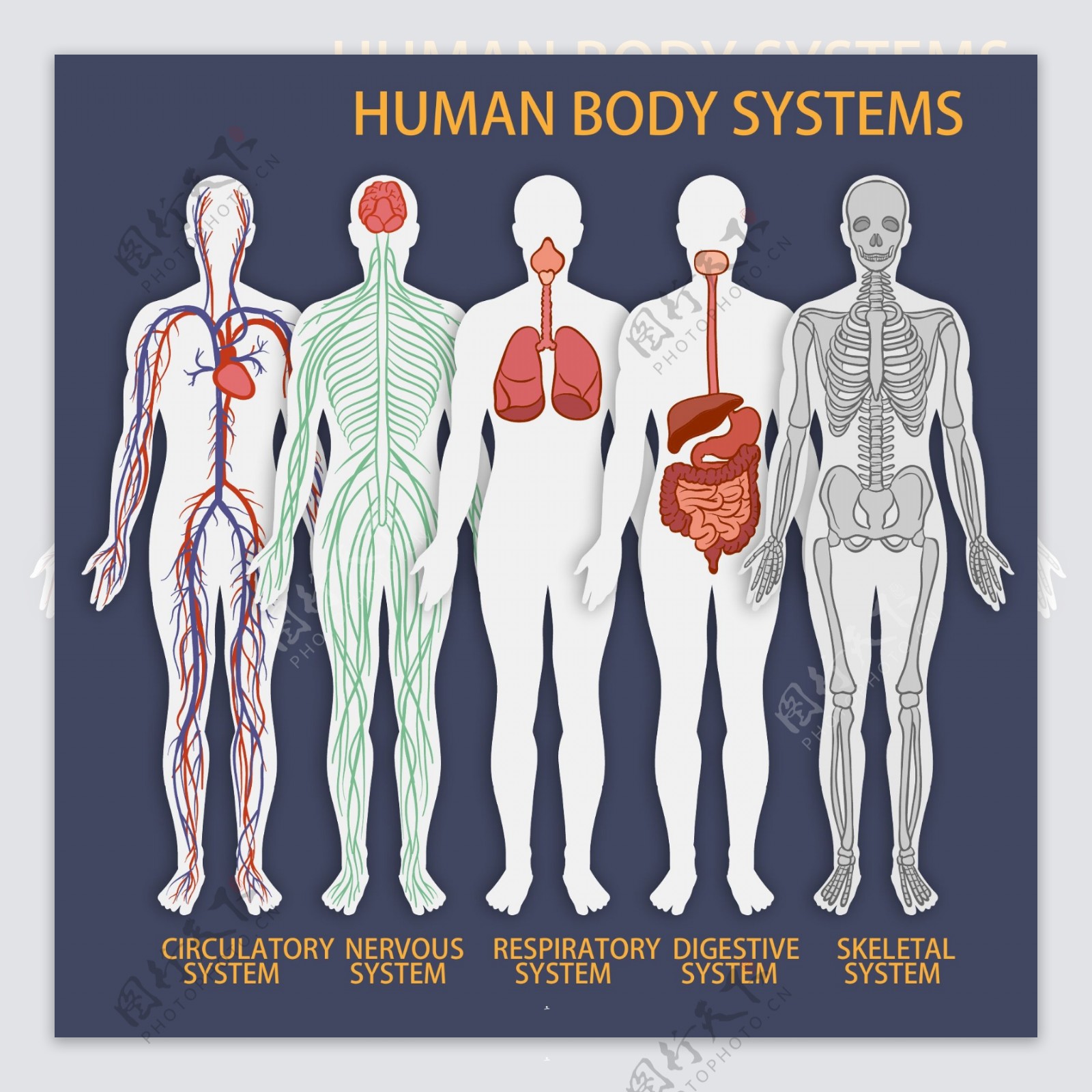 5款彩绘人体系统矢量素材