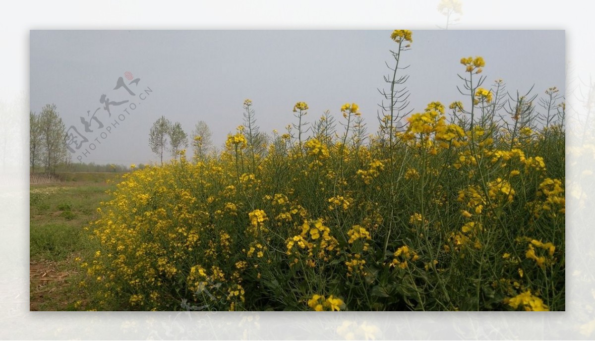 油菜花